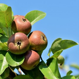 Jabłka Szara Reneta ekologiczne