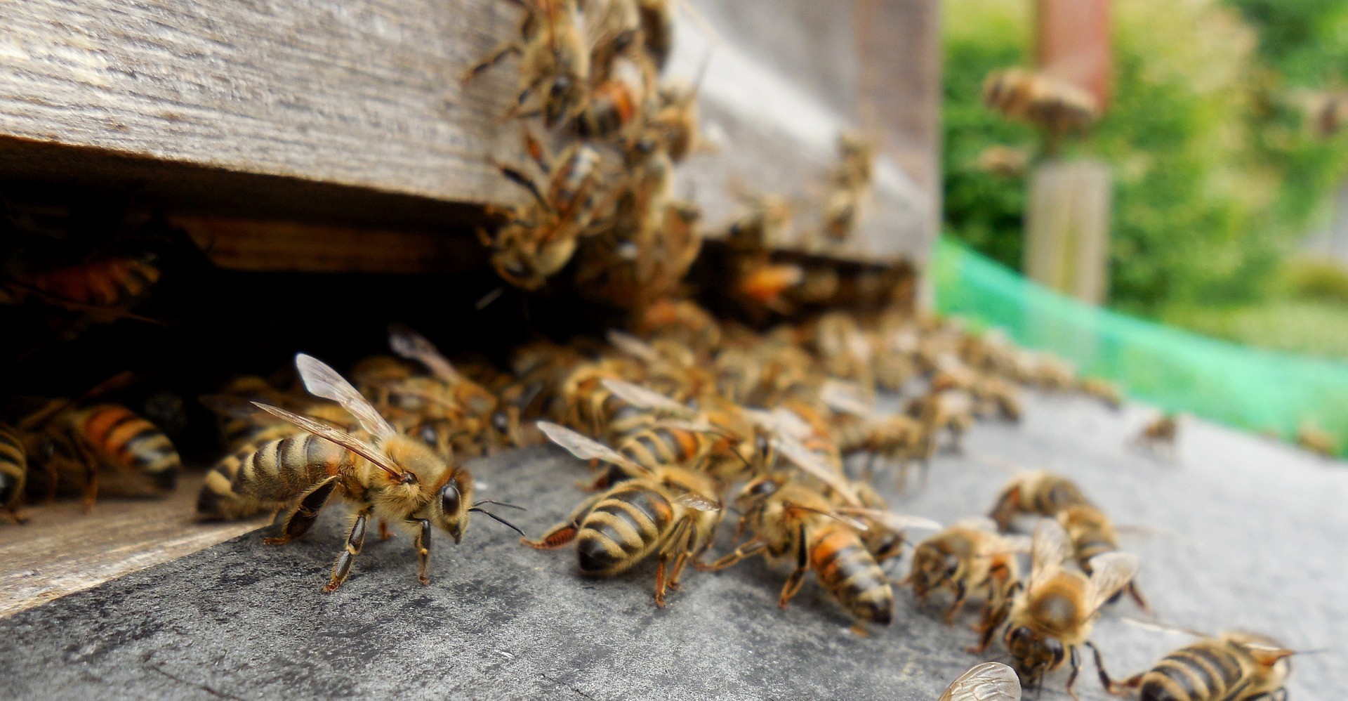 wyroby pszczelarskie